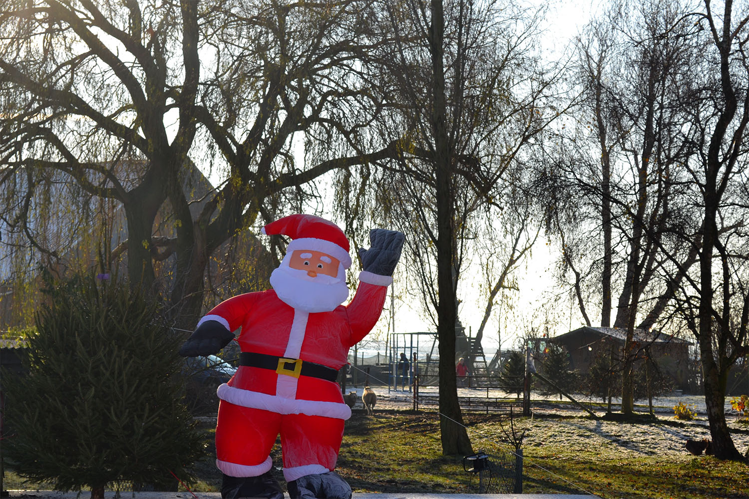 Nordmann Excellent kerstbomen Heemstede