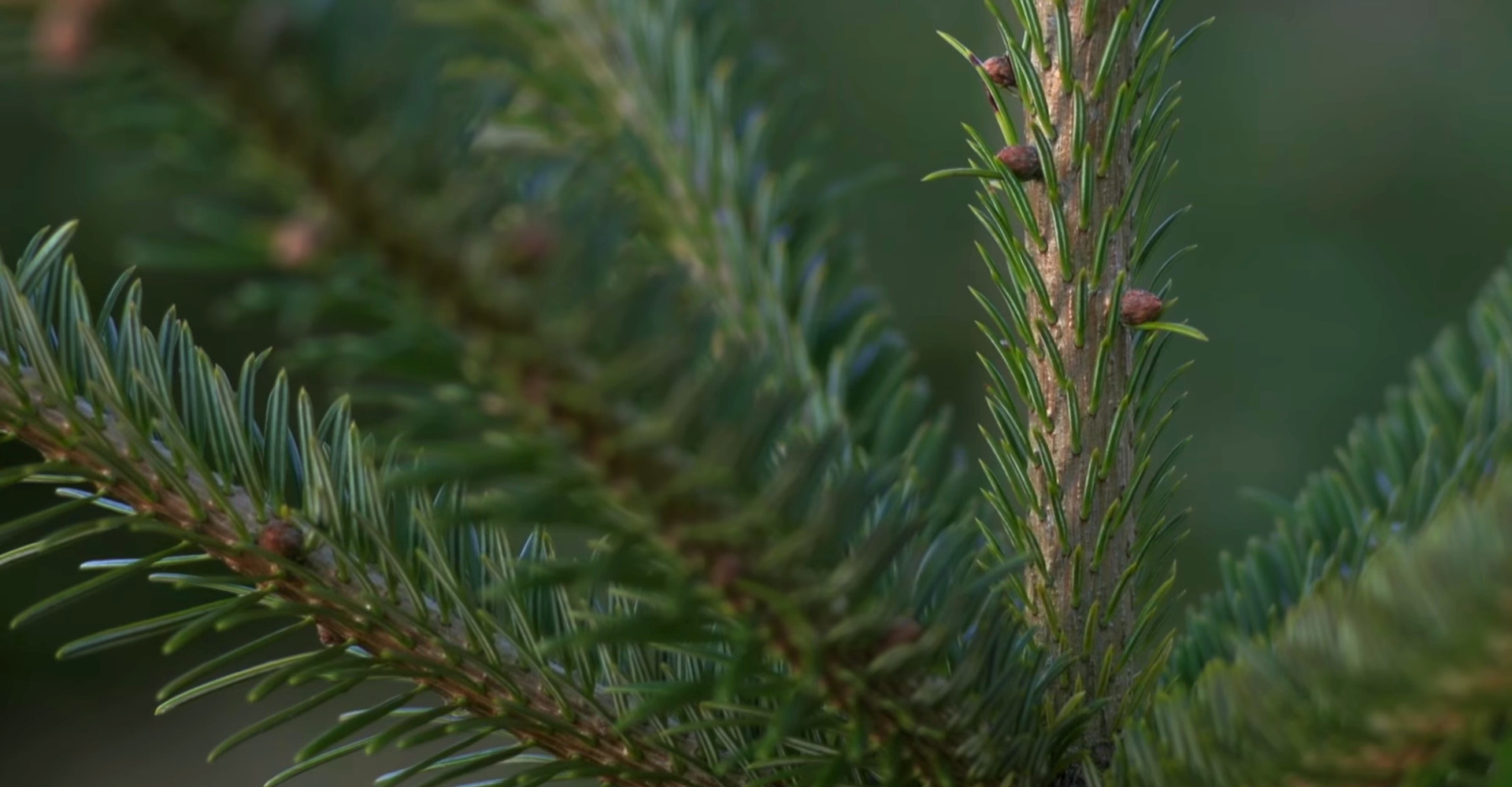 De mooiste Nordmann Excellent kerstbomen in Heemstede vanaf € 15,-