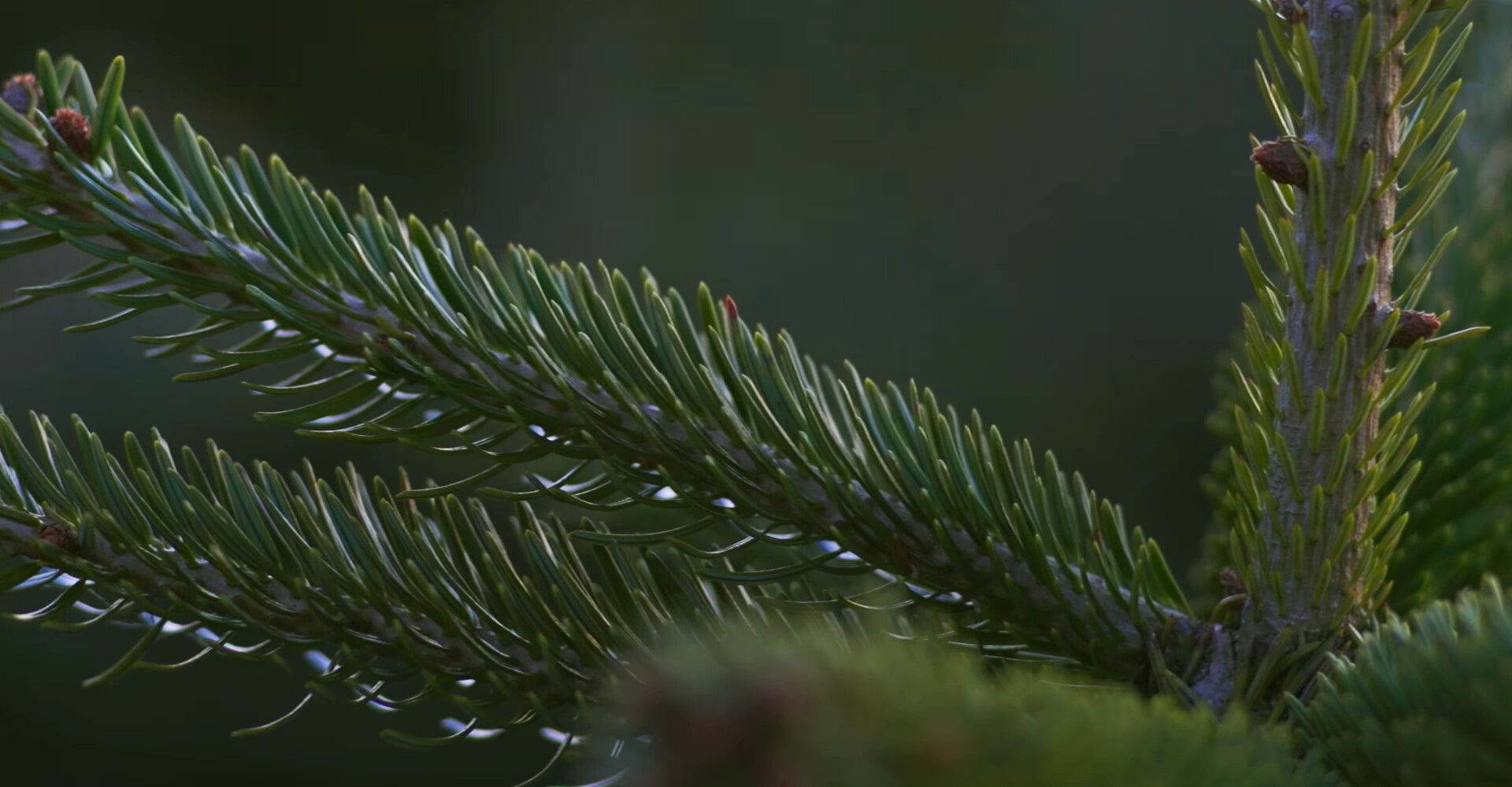 Magnefieke Nordmann Excellent kerstbomen in Heemstede